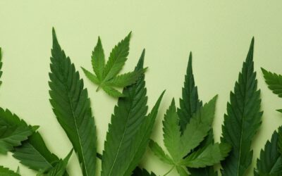 Die Reklassifizierung von Cannabis im April 2024